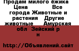 Продам милого ёжика › Цена ­ 10 000 - Все города Животные и растения » Другие животные   . Амурская обл.,Зейский р-н